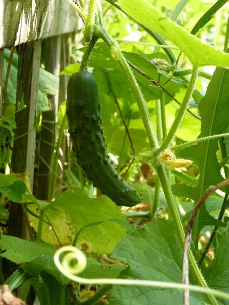 Cucumber almost ripe