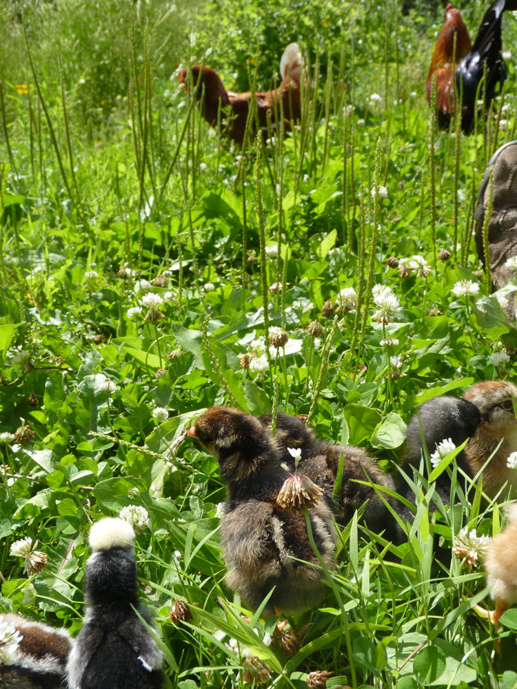 Young and old chickens