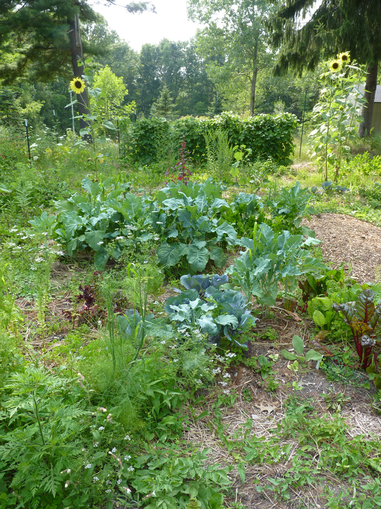 Various Cabbages and Chards