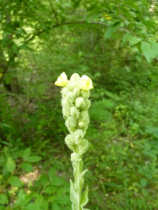 Mullein Flower Stalk