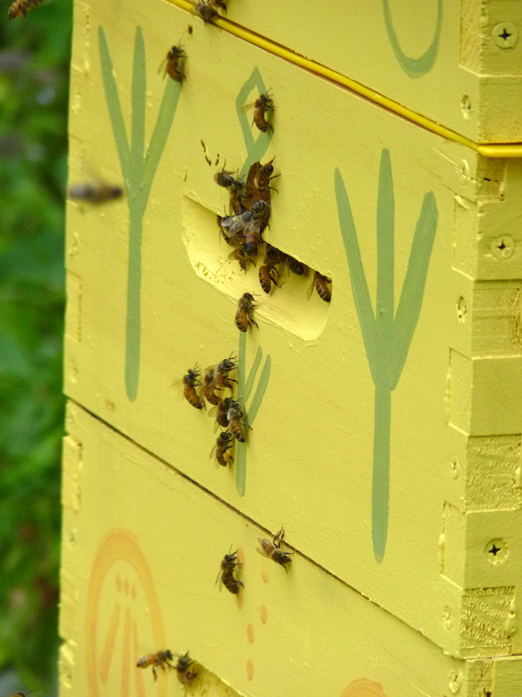 Close up of bees