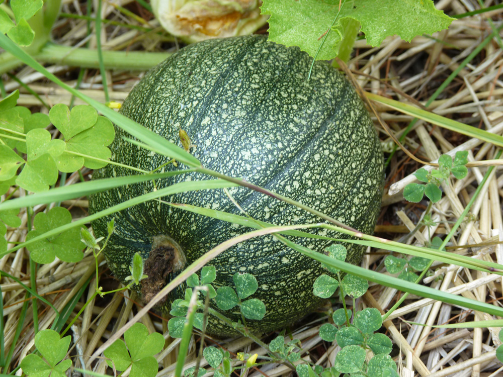 Unripe pumpkin grows!