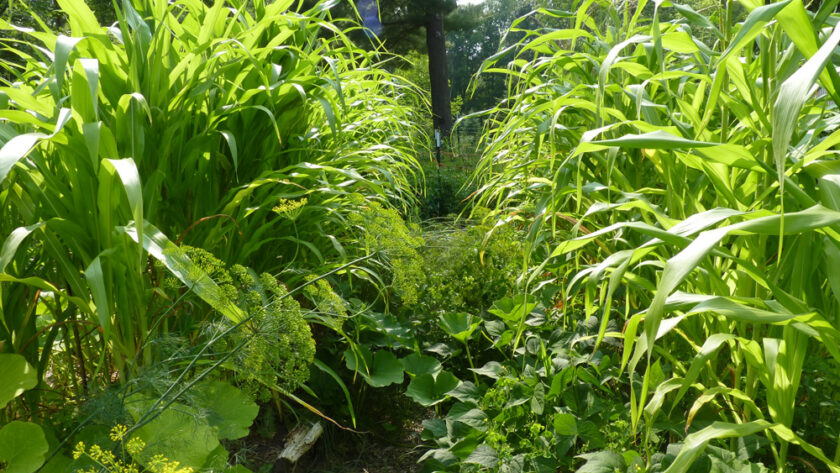 Some awesome gardens on my homestead