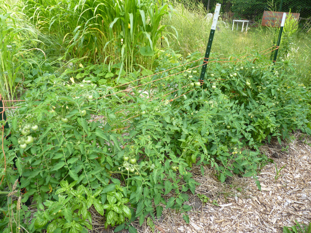 Tomato trellis (only sorta working)