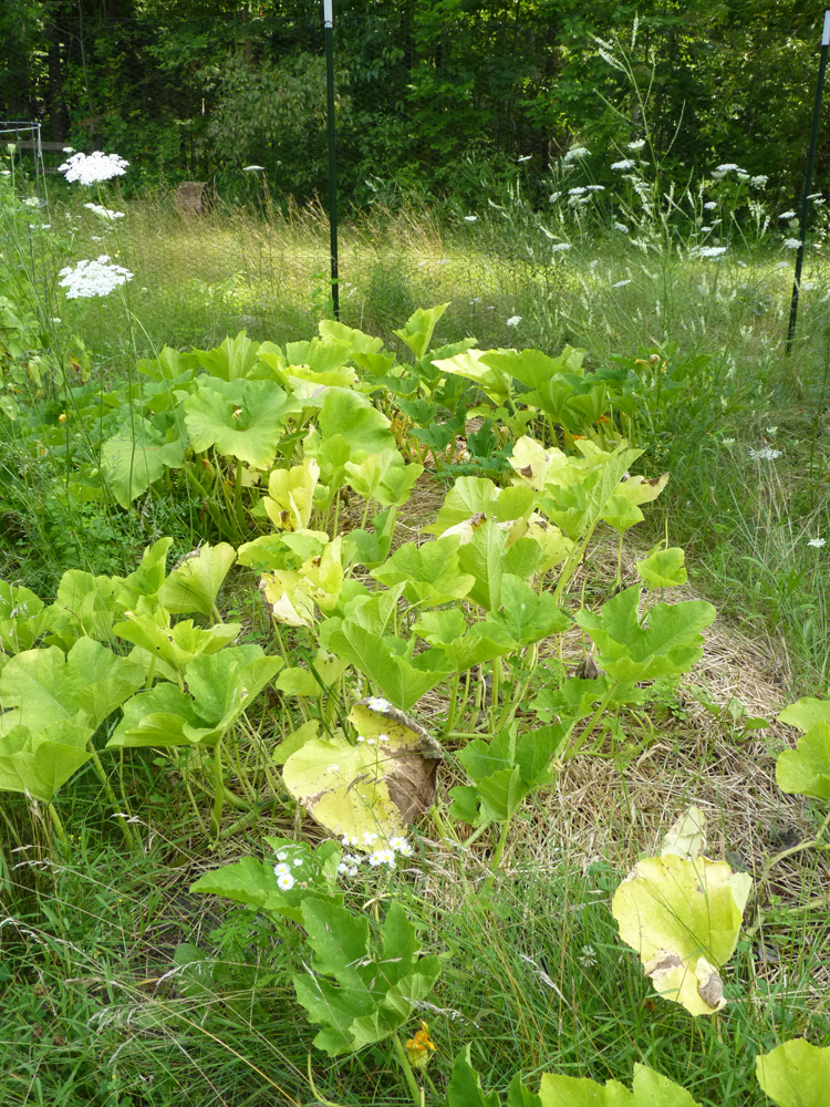 Unhappy Pumpkins eaten by slugs