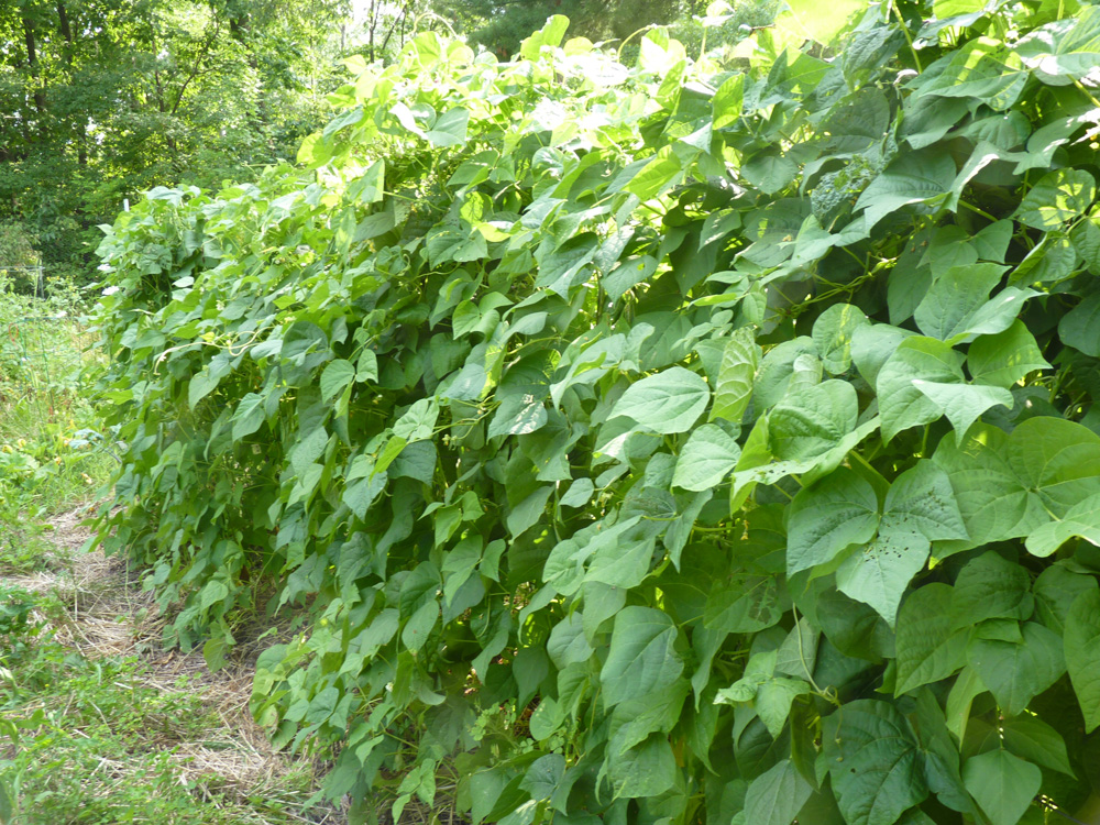 Wall of Beans!