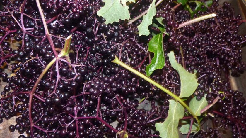 Plump Elderberries Gathered at Lughnassadh