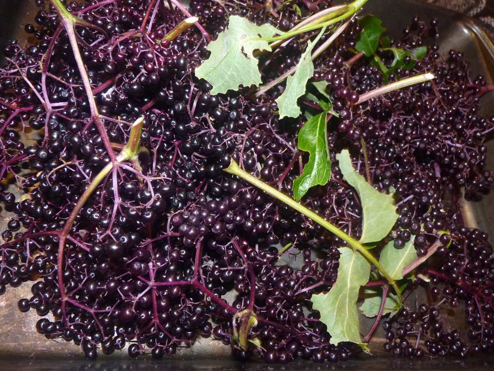 Plump Elderberries Gathered at Lughnassadh