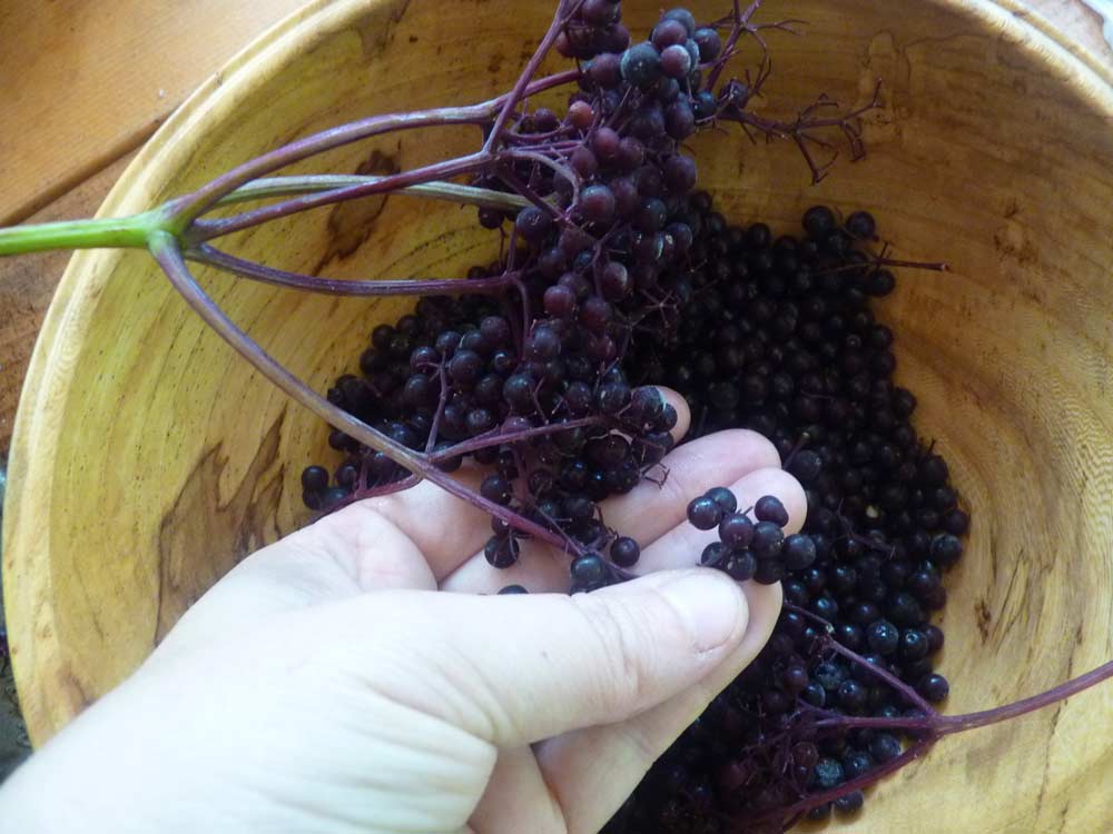 Pulling off frozen berries