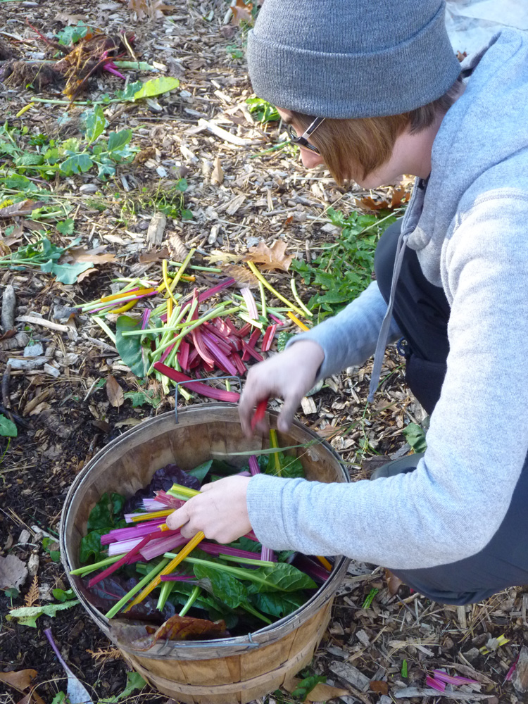 Kelsey (WOOFer) preparing chard for veggie stock