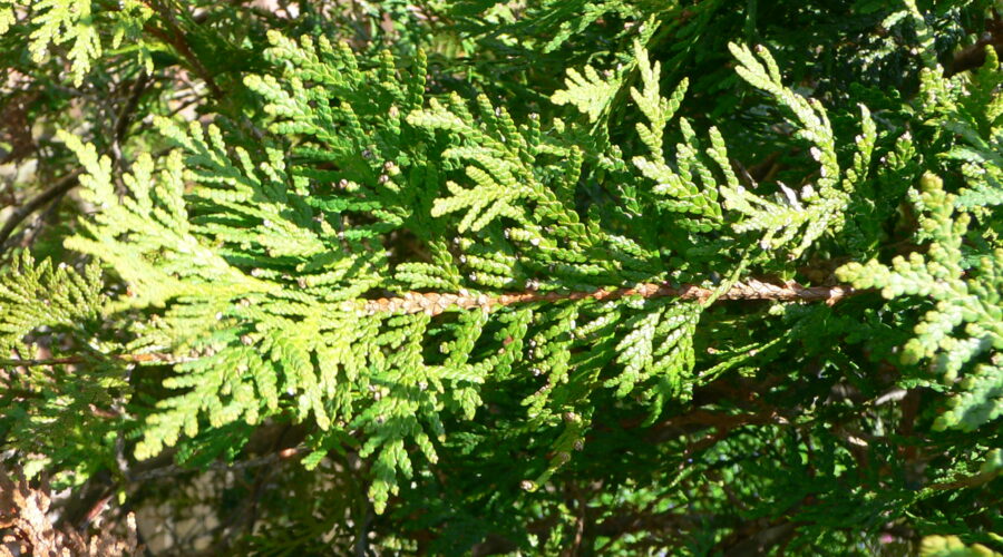 Closeup of Cedar Branch (Courtesy of Wikipedia)