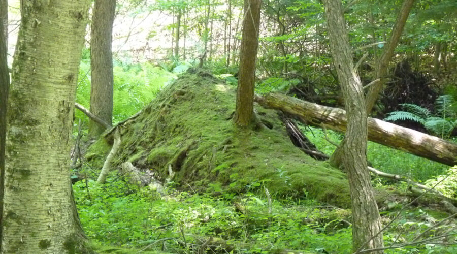 Fairy Knoll in the forest