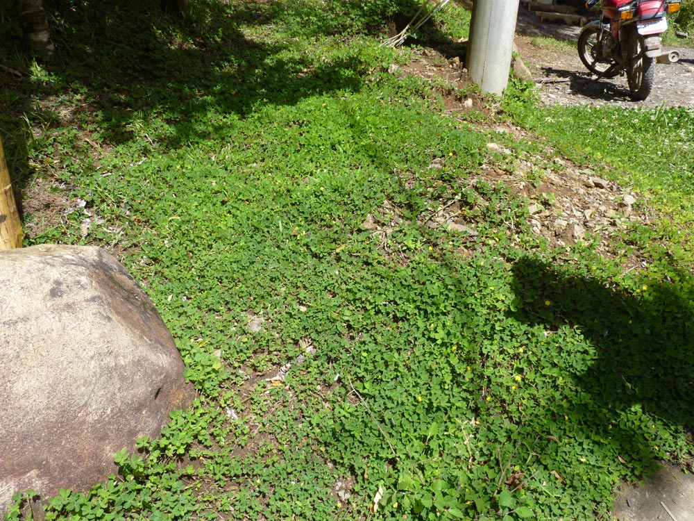 Alternative lawn cover around a hotel