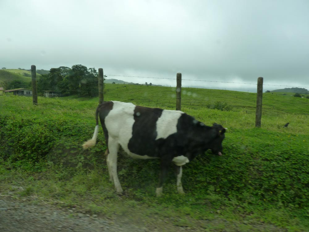 Lawn Mower - no chemicals or fossil fuels here!