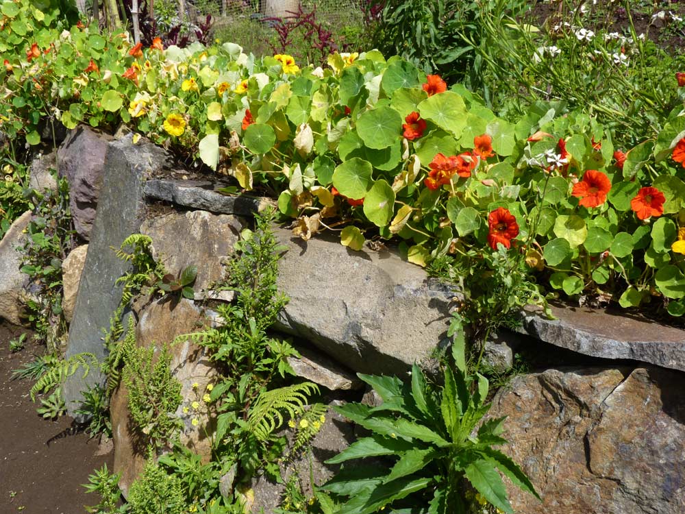 Some trap crops along a stone fence