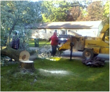 Silver Maple Removed from Front Yard