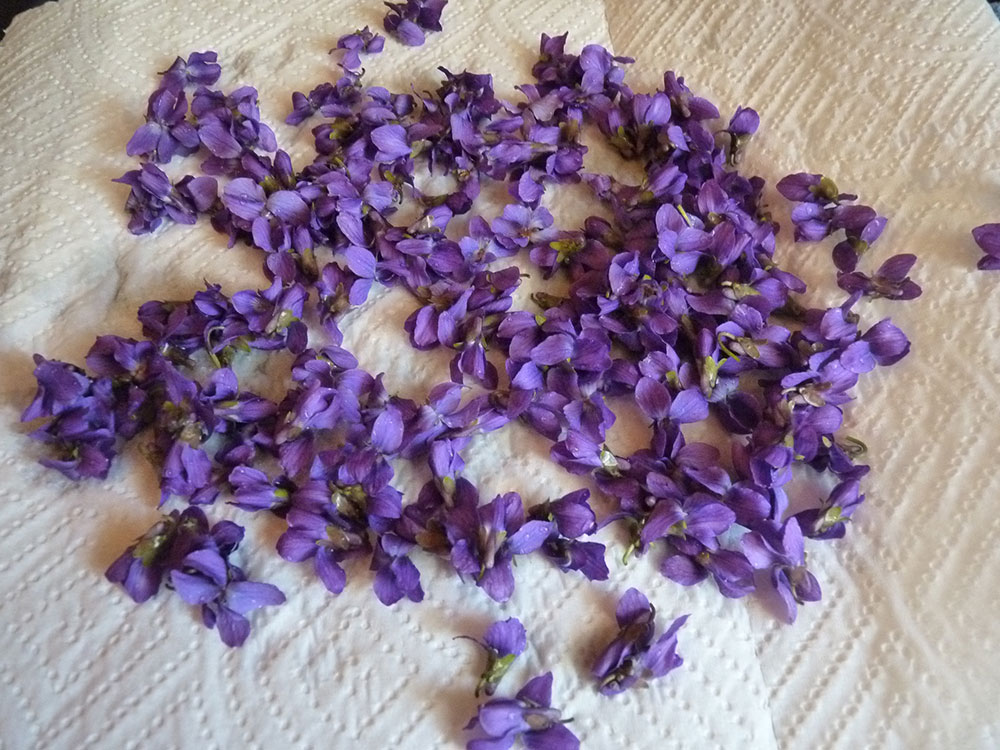 Violets drying out on a paper towel