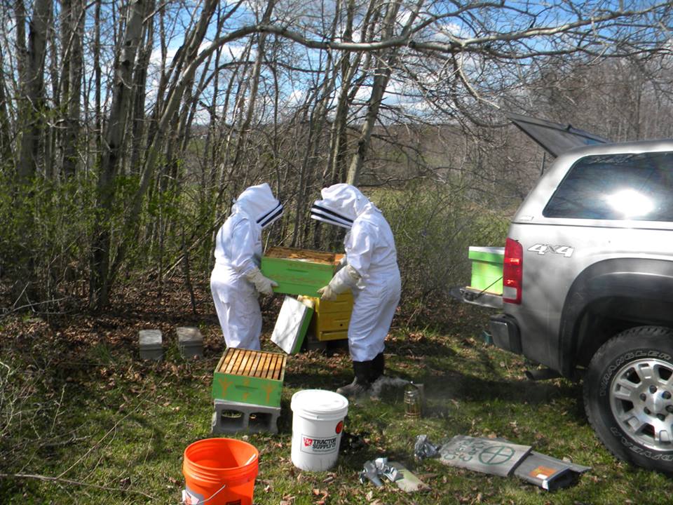 Bees moving to their new home