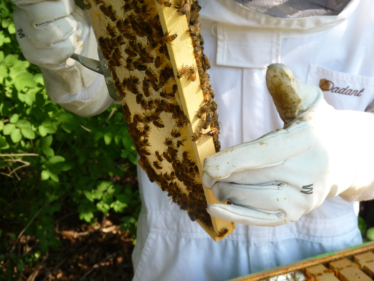 Getting ready to harvest honey