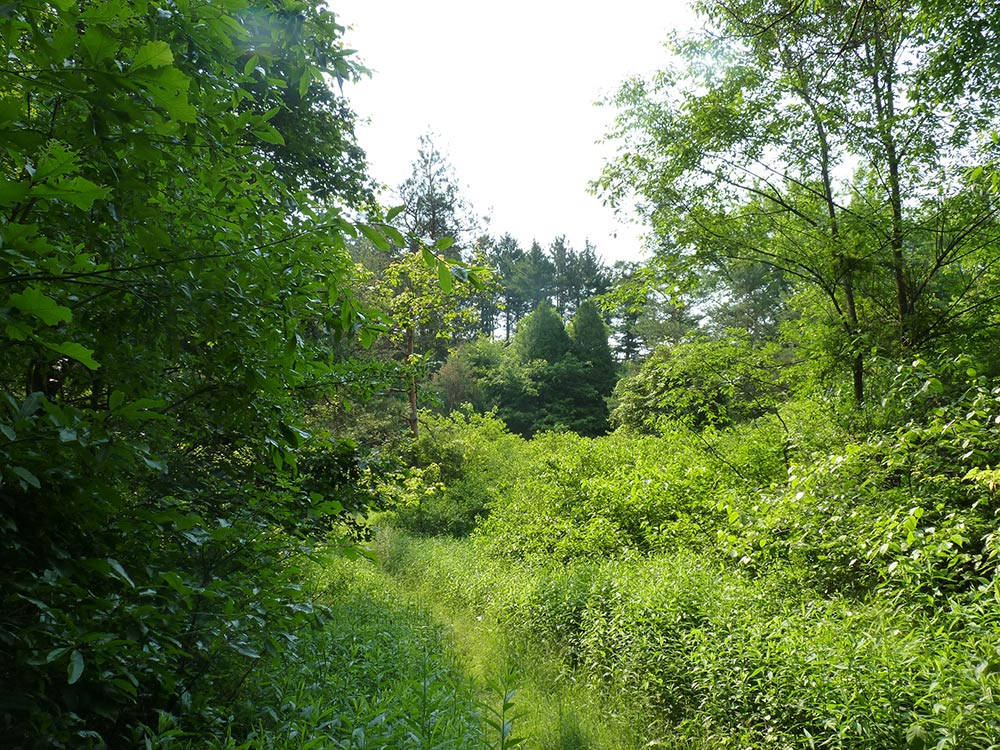 Layers of regenerating forest!