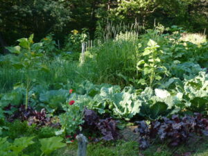 Beautiful, cultivated polycultures!