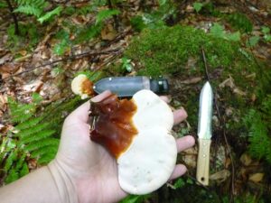 Reishi harvest!