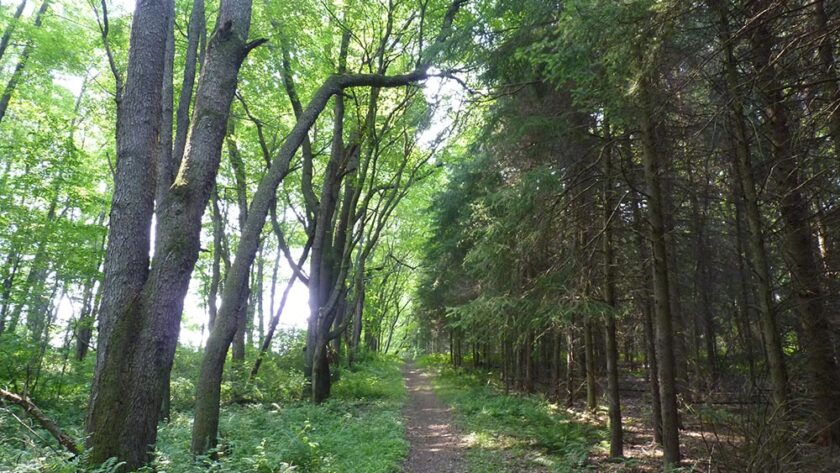 Trail through the woods