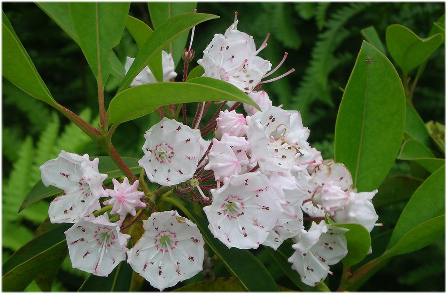 Mountain laurel