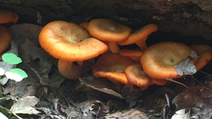 Jack-o-Lantern Mushrooms growing under a log (not edible, but beautiful)