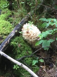 A beautiful mushroom is a gift during retreat!