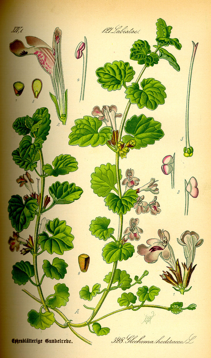 Ground Ivy Botanical Illustration