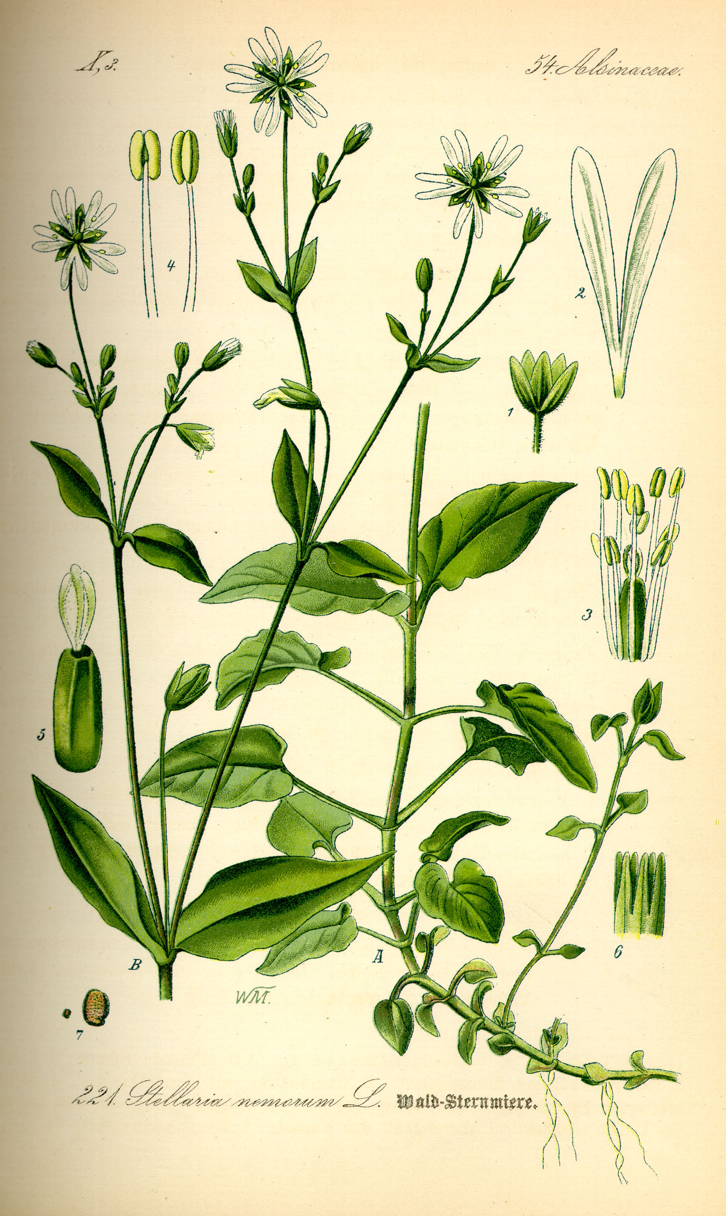 Chickweed Botanical Illustration