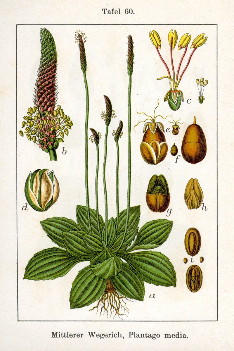 Botanical Illustration of Broad-Leaf Plantain