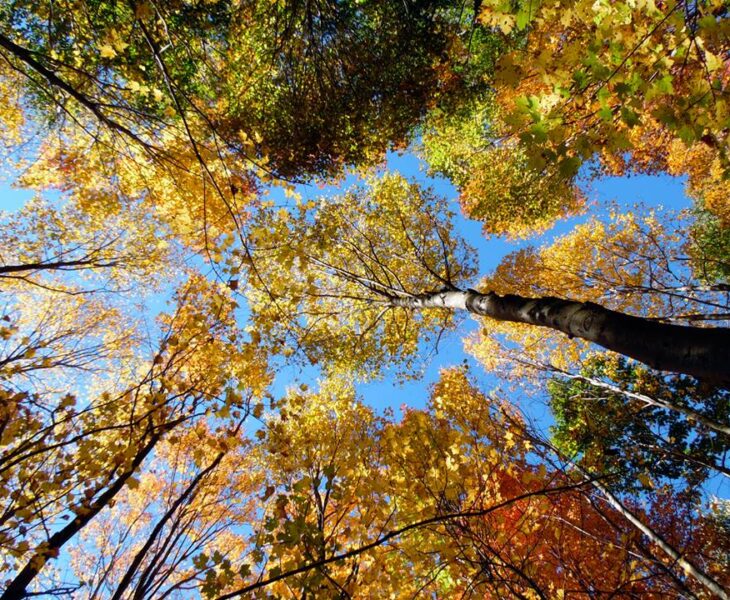 Fall foliage rising above...