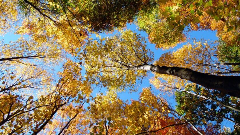 Fall Equinox: A Spirit Walk Forest-840x473