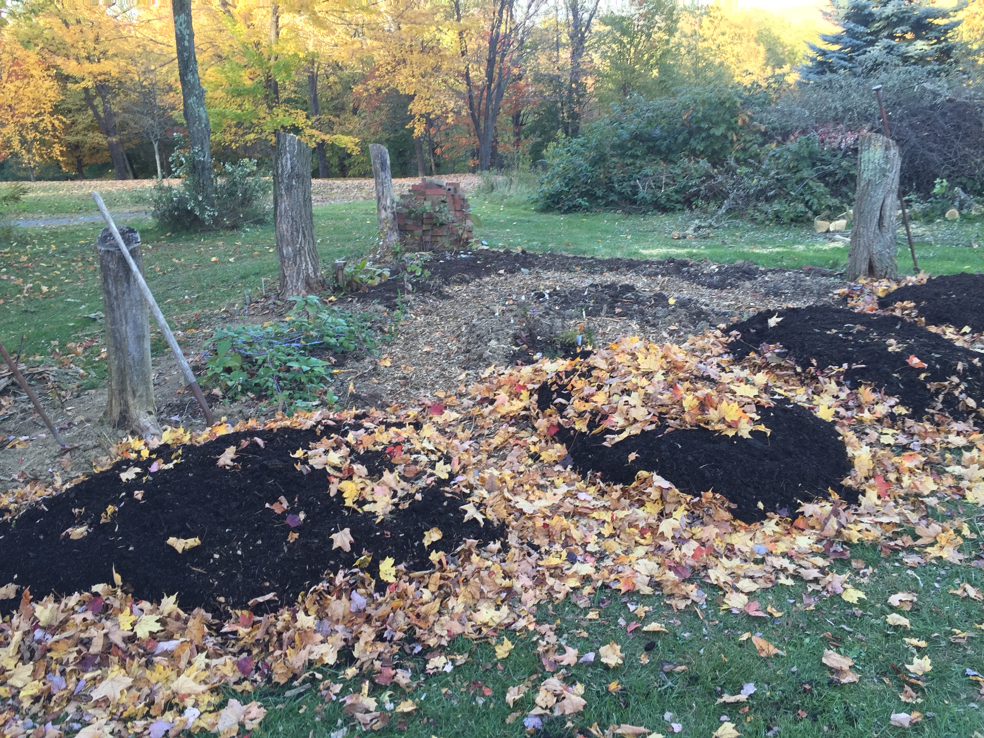 Sheet mulching with fall leaves