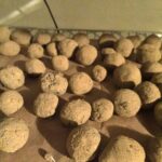 Seed balls drying out!