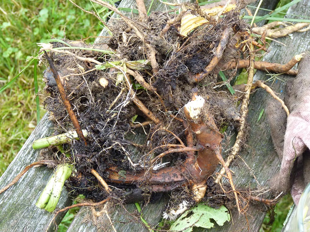 Medicinal plant roots