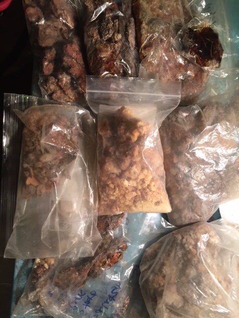 Some of my many harvests of tree resin for incense making