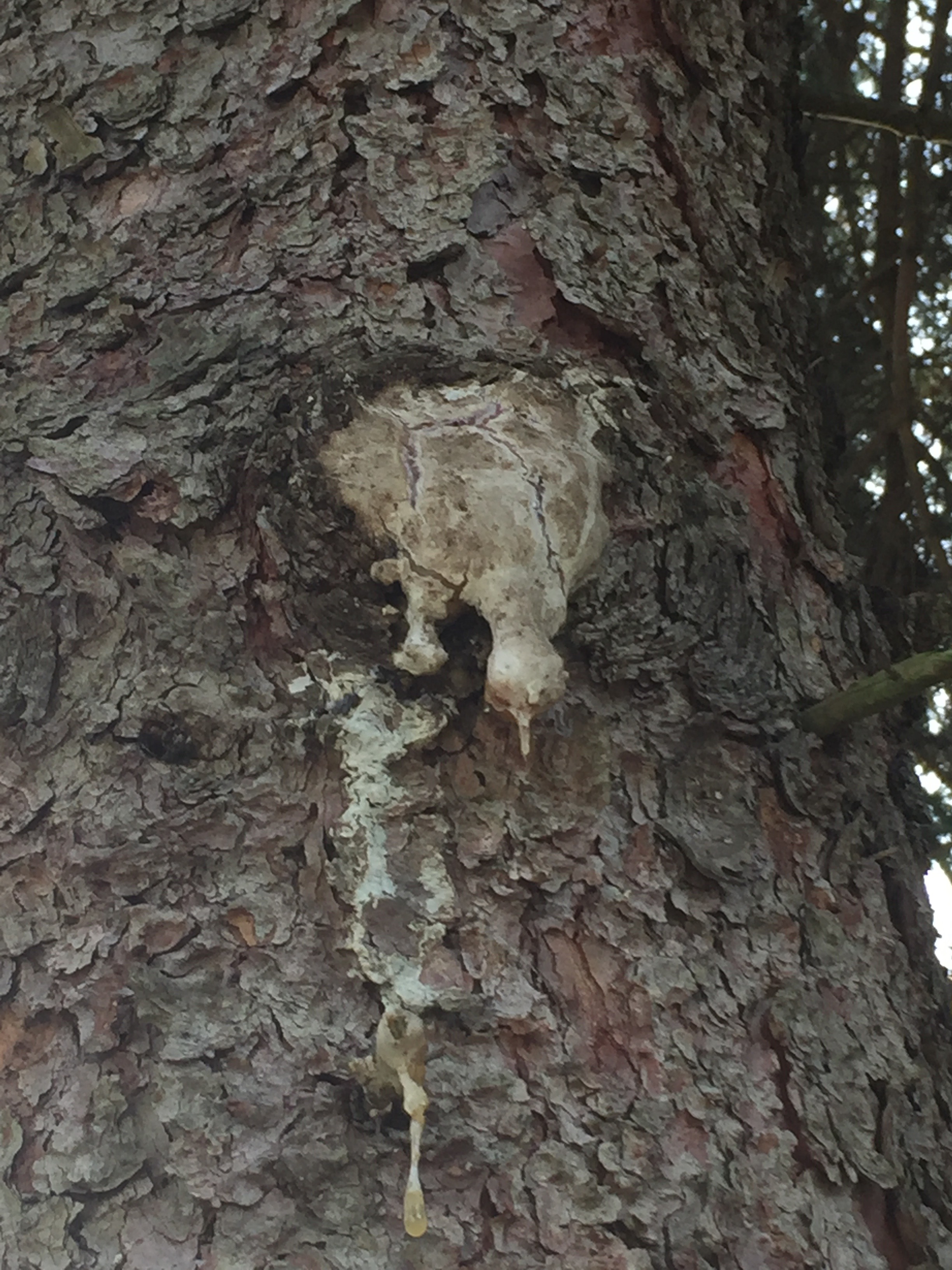 Spruce oozing from a cut wound - I woudl harvest the bottom drip only or what is on the bark, not from the wound itself (since that protects the tree)