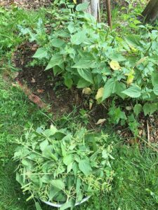 Harvesting stinging nettle for adrenal support and healing