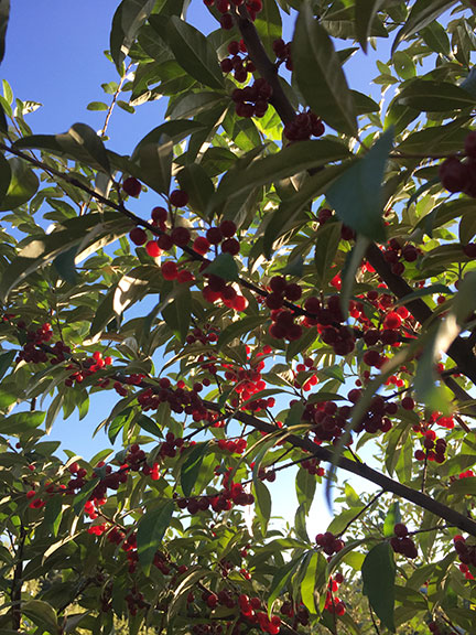 Amazing Autumn Olive in the Equinox Afternoon Sun!