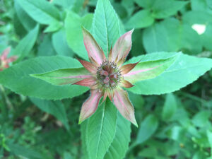 Healers from nature - this is Monarda. 