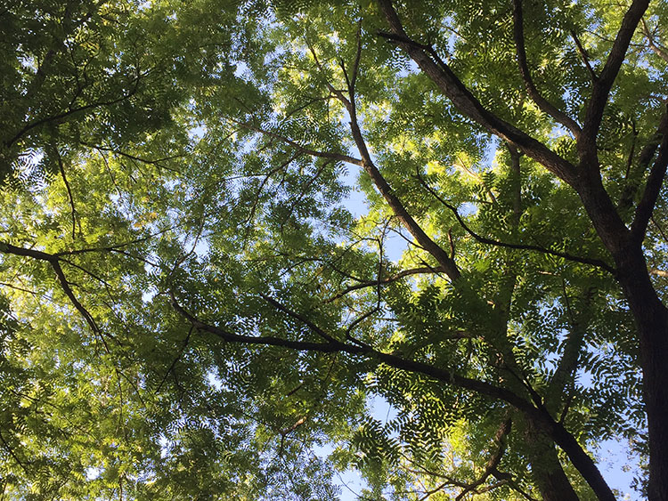 The forest canopy of walnuts!