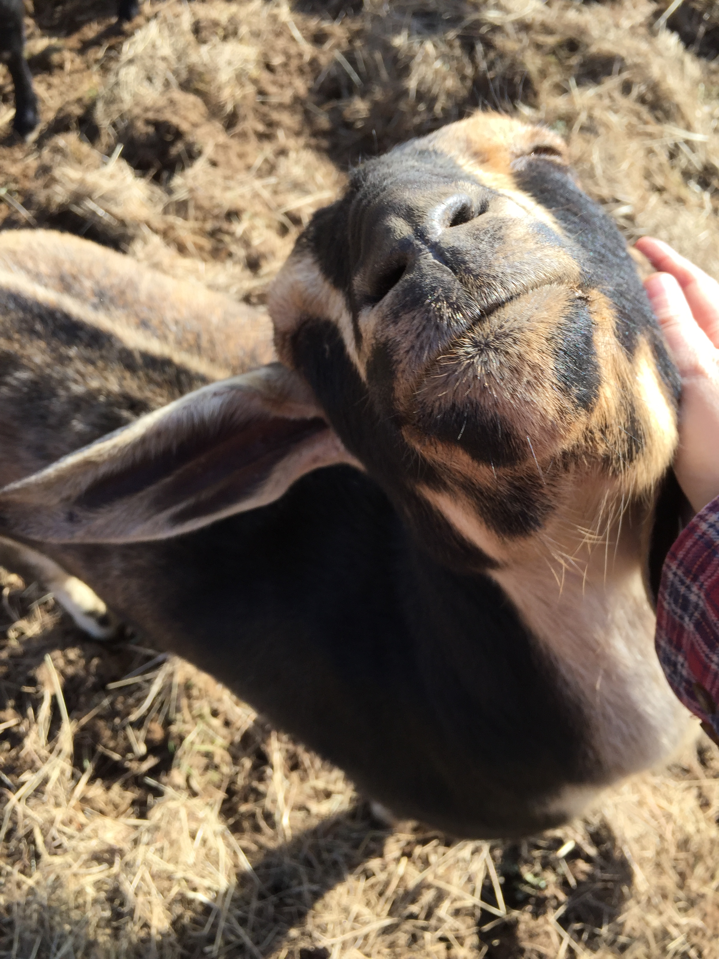 A happy goat who tills the soil!