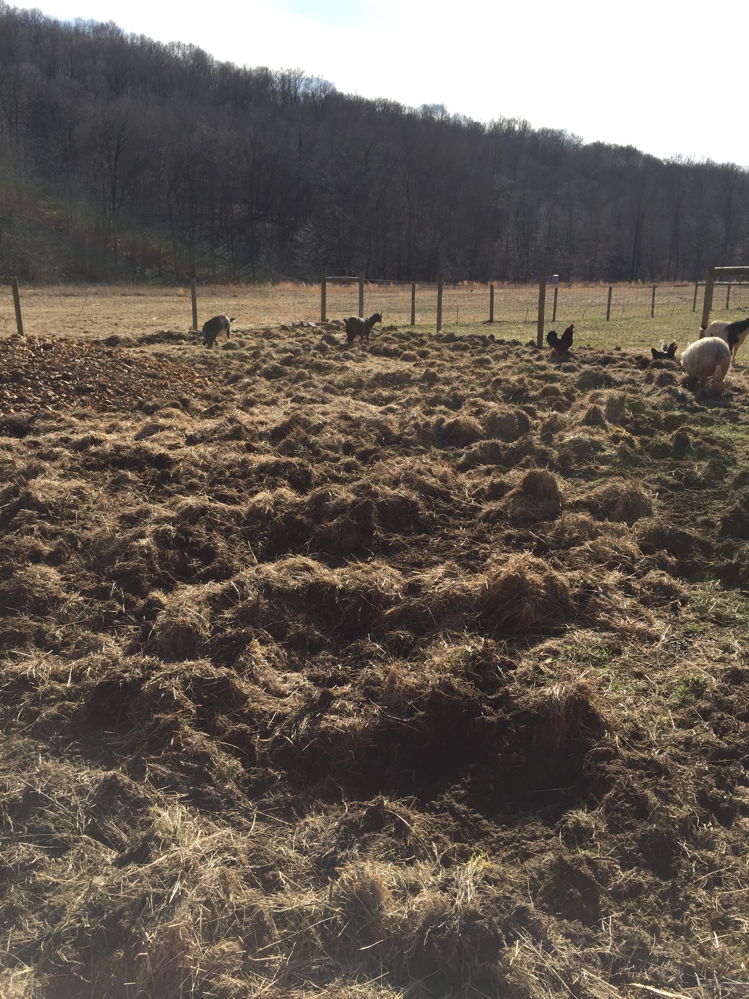 Animals in the pasture space preparing soil...