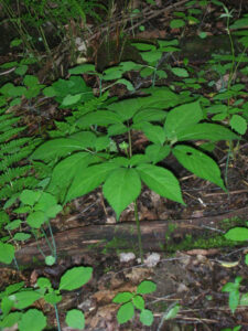 One of Dad's Many Ginseng Patches