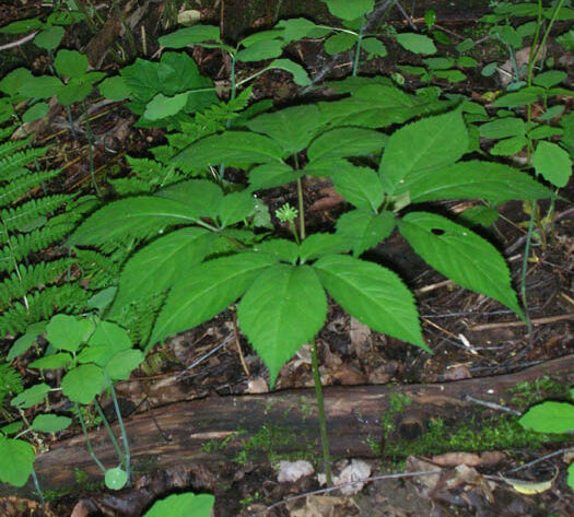 One of Dad's Many Ginseng Patches