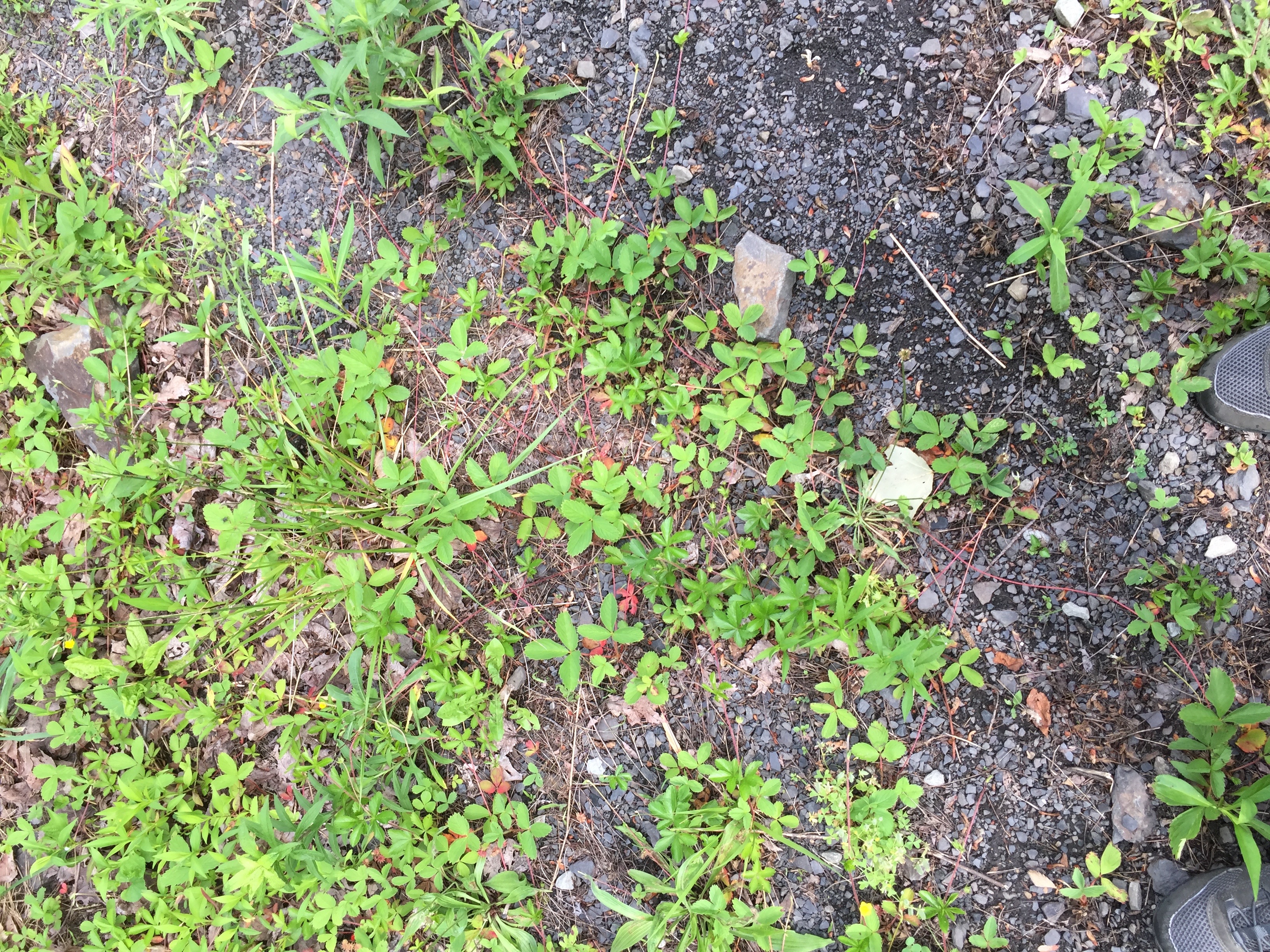 Wild strawberries on rocky soil marching across the road...