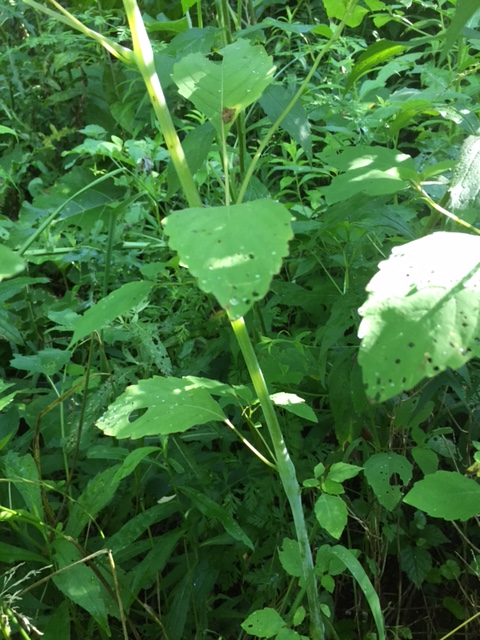 The characteristic hollow stem of jewelweed (these leaves have a bit of insect damage)